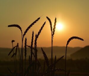 Mit Dinkel fasten - nach den Empfehlungen von Hildegard von Bingen. Fastenzentrale