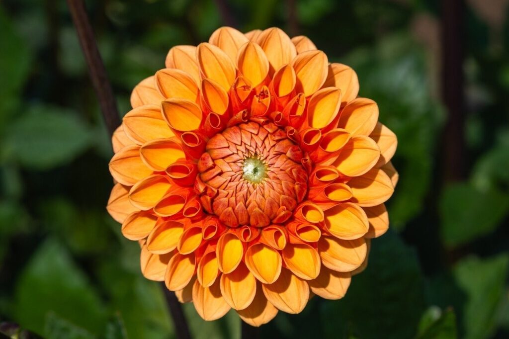 Zusammen entfalten wir uns. Fastenzentrale